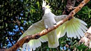 Голям подложка